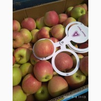 Продам яблоки, сорта Чемпион, Ханни Крисп, урожая 2019 года, с сада