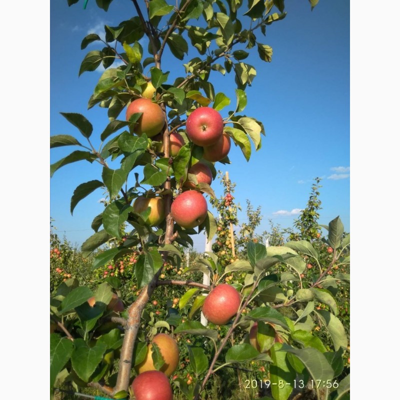 Фото 8. Продам яблоки, сорта Чемпион, Ханни Крисп, урожая 2019 года, с сада