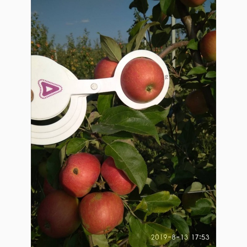 Фото 9. Продам яблоки, сорта Чемпион, Ханни Крисп, урожая 2019 года, с сада