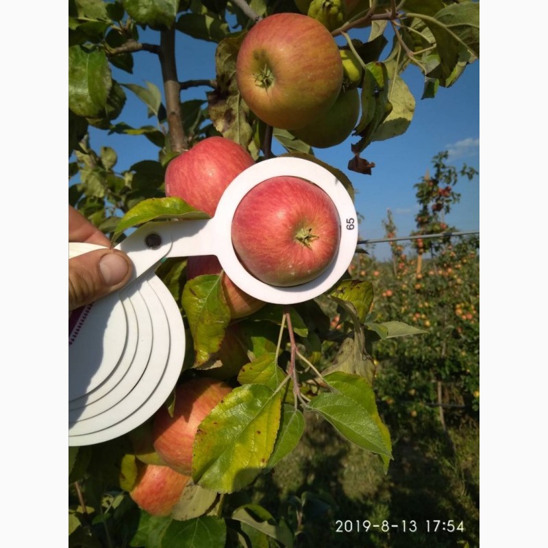 Фото 10. Продам яблоки, сорта Чемпион, Ханни Крисп, урожая 2019 года, с сада