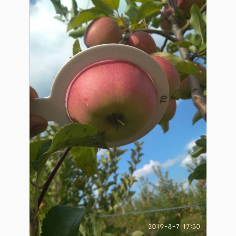 Фото 2. Продам яблоки, сорта Чемпион, Ханни Крисп, урожая 2019 года, с сада