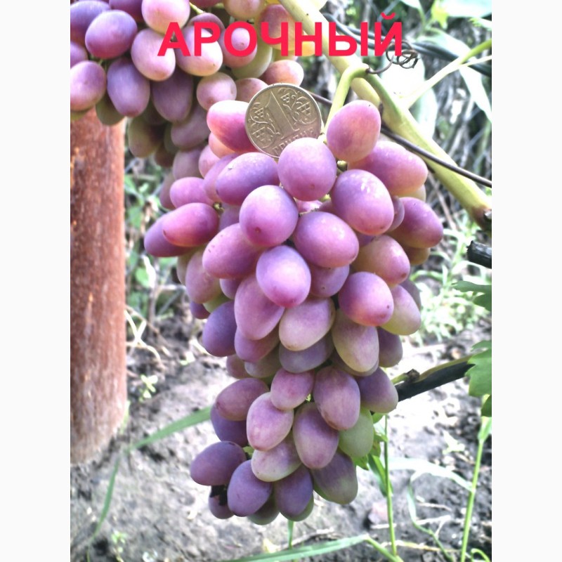 Фото 3. Черенки и саженцы винограда устойчивого к болезням