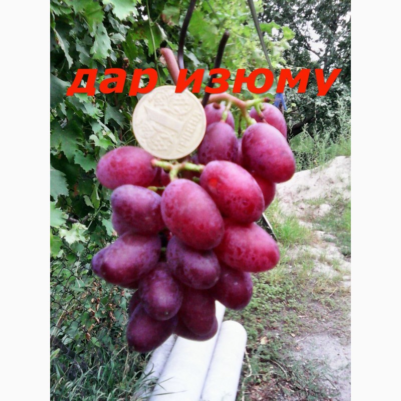 Фото 7. Черенки и саженцы винограда устойчивого к болезням
