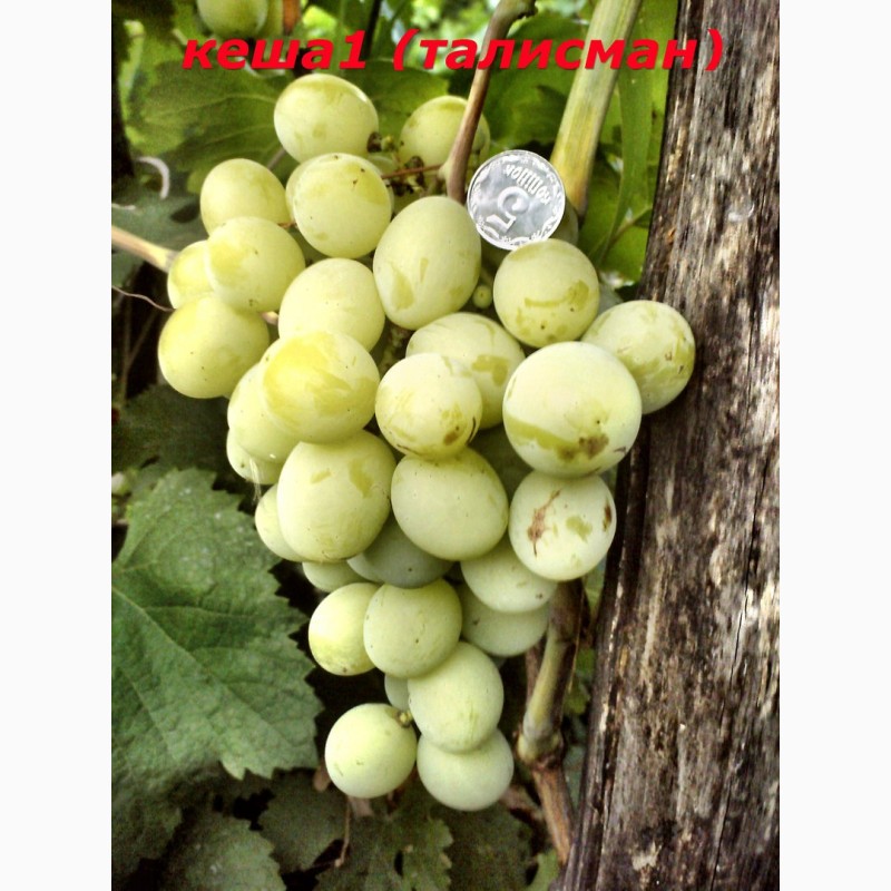Фото 8. Черенки и саженцы винограда устойчивого к болезням