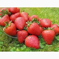 Полуниця Вайбрант(Vibrant Stawberry) саджанці полуниці Фріго