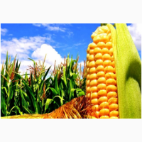 Якісне насіння кукурудзи гібрид Яніс ФАО 270 + безкоштовна доставка