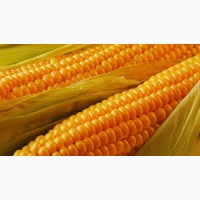 Крупным оптом закупаем кукурузу фуражную
