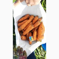 Продам морковь «АБАКО» от производителя, Мелитополь