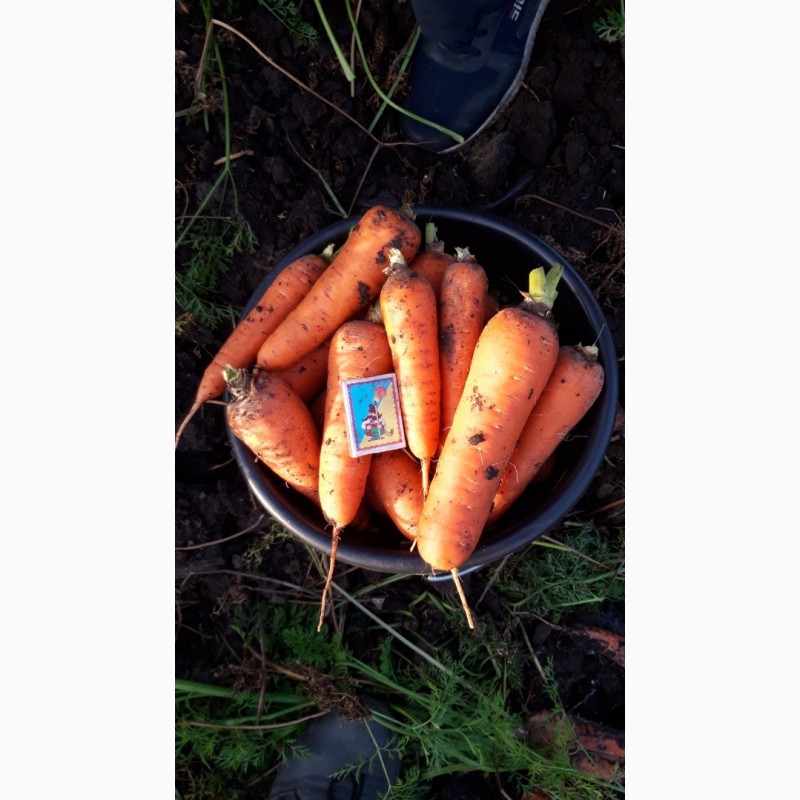 Фото 2. Продам морковь «АБАКО» от производителя, Мелитополь