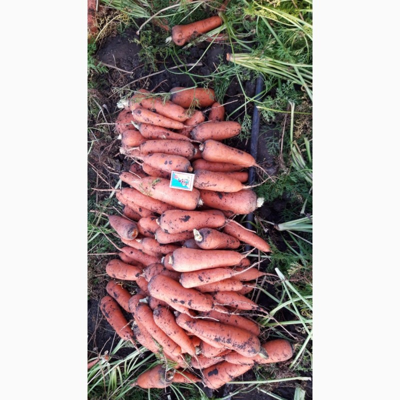 Фото 3. Продам морковь «АБАКО» от производителя, Мелитополь