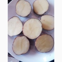 Продам товарный картофель Торнадо, Санте