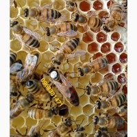 Бджоломатки продам