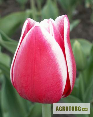 Фото 2. Продам тюльпаны.Куплю тюльпаны.недорого оптом