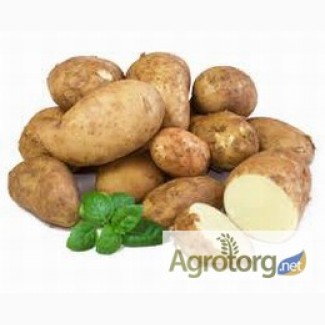 Продается оптом семенной картофель сортов - Лабелла, Таисия, Альта