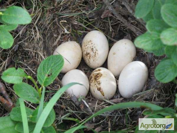 Фото 6. Яйца фазана охотничьего, утки дикой кряквы, яйца утки голубой фаворит