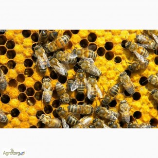 Продаю пчелы. Рамка украинская