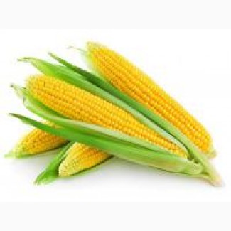 Насіння кукурузи