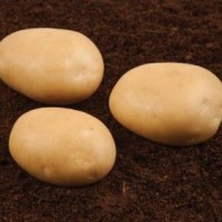 Продам семенной картофель первой репродукции 7, 10 грн