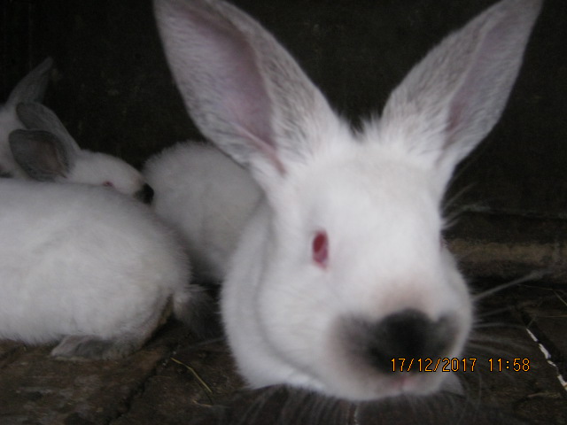 Фото 3. Кролики породисті