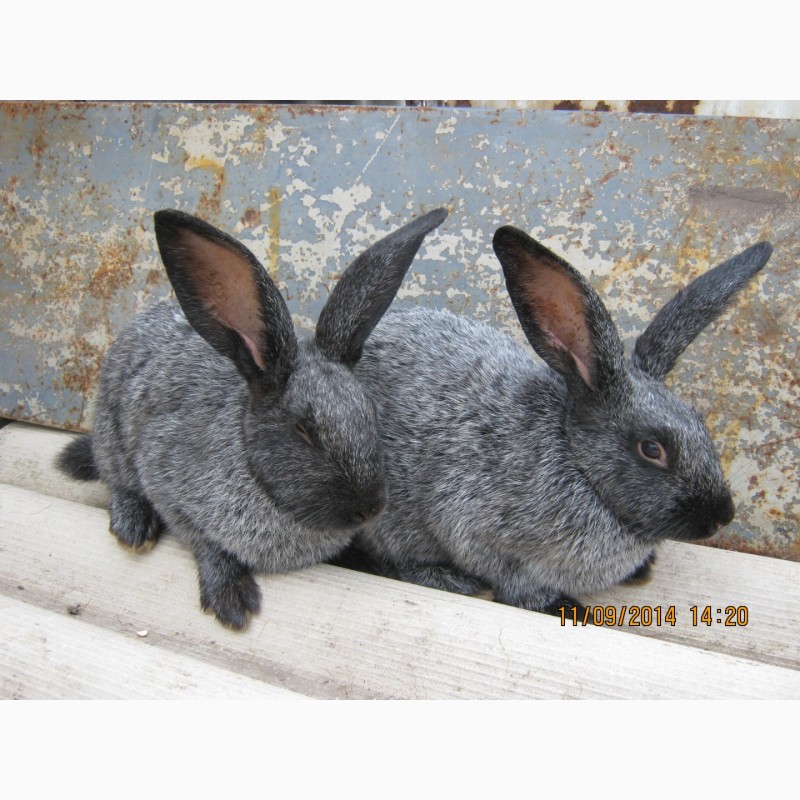Фото 5. Кролики породисті