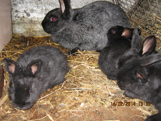 Фото 7. Кролики породисті