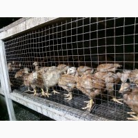 Продам суточных и подрощеных цыплят и корма и врозницу