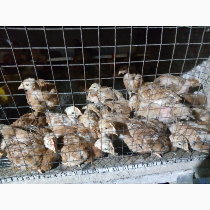 Фото 11. Продам суточных и подрощеных цыплят и корма и врозницу