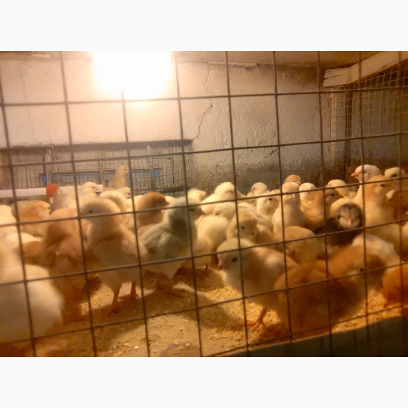 Фото 2. Продам суточных и подрощеных цыплят и корма и врозницу