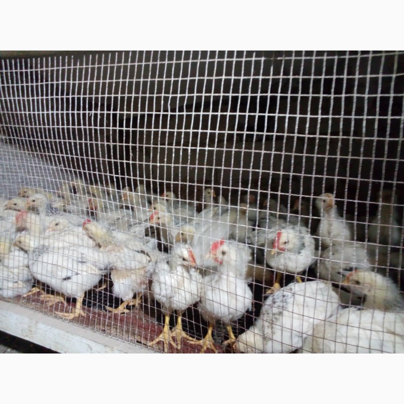 Фото 3. Продам суточных и подрощеных цыплят и корма и врозницу