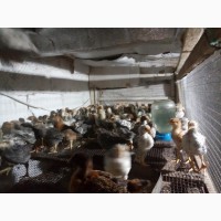 Продам суточных и подрощеных цыплят и корма и врозницу