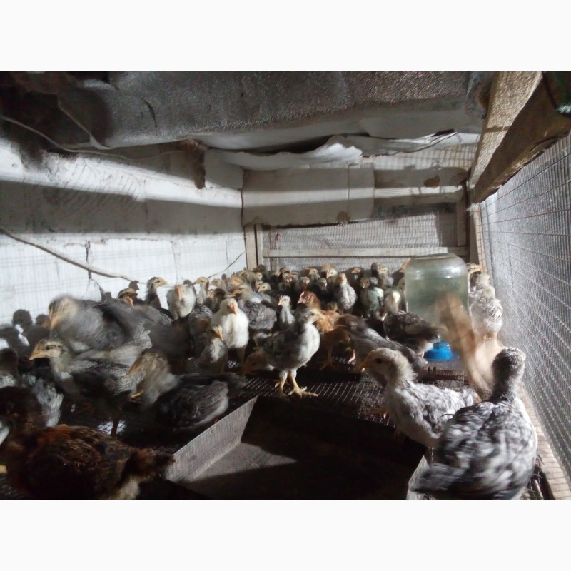 Фото 7. Продам суточных и подрощеных цыплят и корма и врозницу