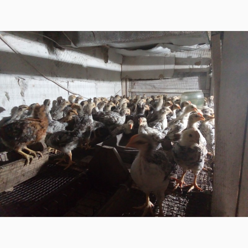 Фото 8. Продам суточных и подрощеных цыплят и корма и врозницу