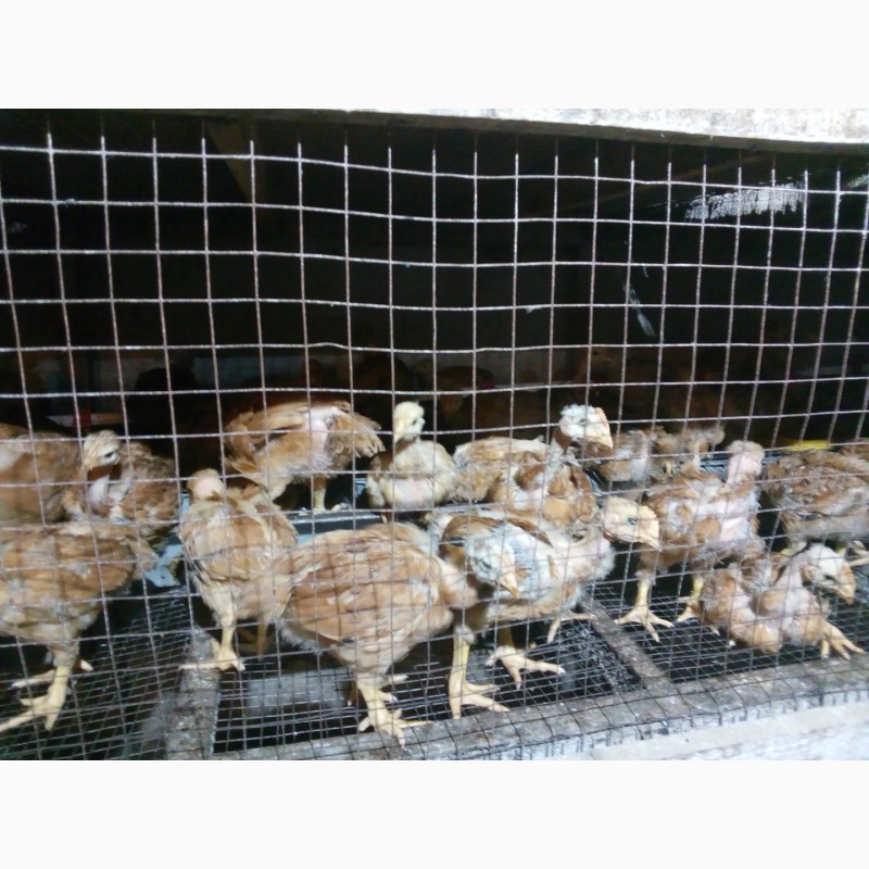Фото 9. Продам суточных и подрощеных цыплят и корма и врозницу