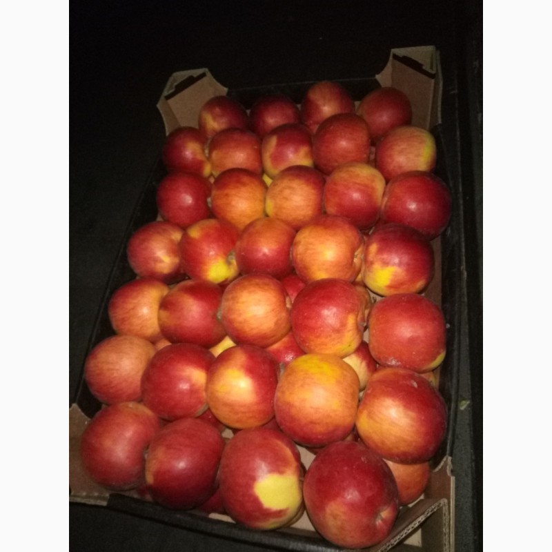 Фото 2. Продаж яблук всіх сортів