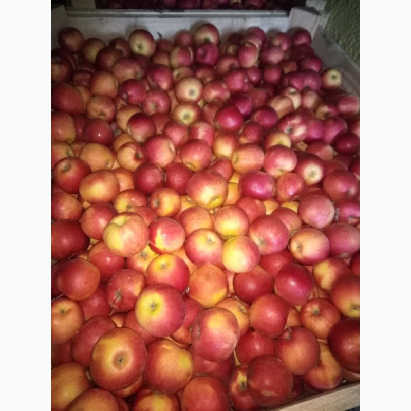 Фото 3. Продаж яблук всіх сортів