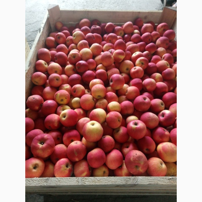 Фото 4. Продаж яблук всіх сортів