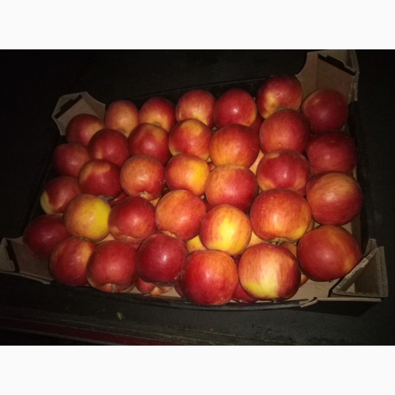 Фото 5. Продаж яблук всіх сортів