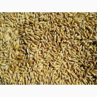 Купляємо пшеницю 3к (Фуражну) Кукурудзу Відходи кукурудзи на постійній основі
