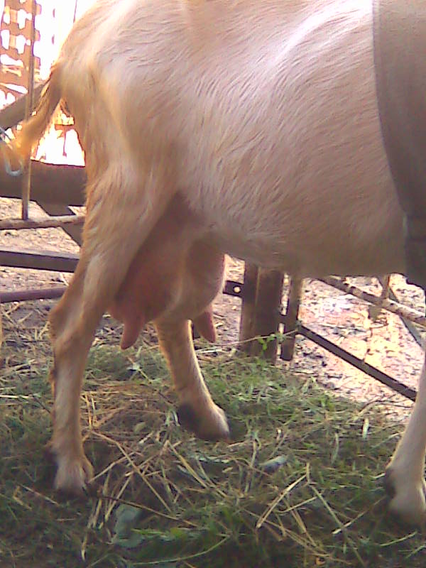 Фото 3. Продам козу