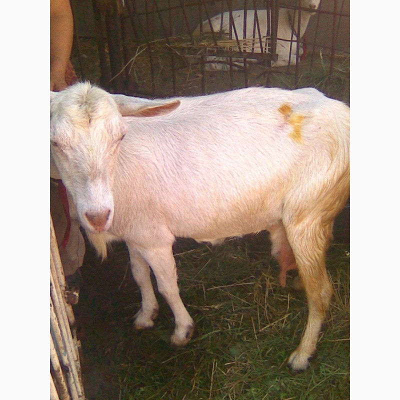 Фото 4. Продам козу