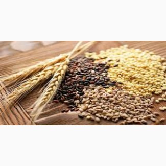 Услуги сушки зерна, масличных культур