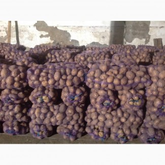 Продам товарный картофель, сорт Скарбниця урожай 2018г
