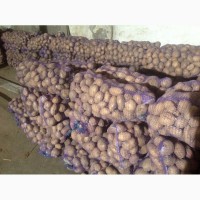 Продам товарный картофель, сорт Скарбниця урожай 2018г