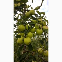 Яблоки оптом зимних сортов, Днепр