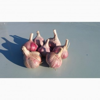 Продам товарный чеснок, сорт Харьковский фиолетовый, собственное выращивание