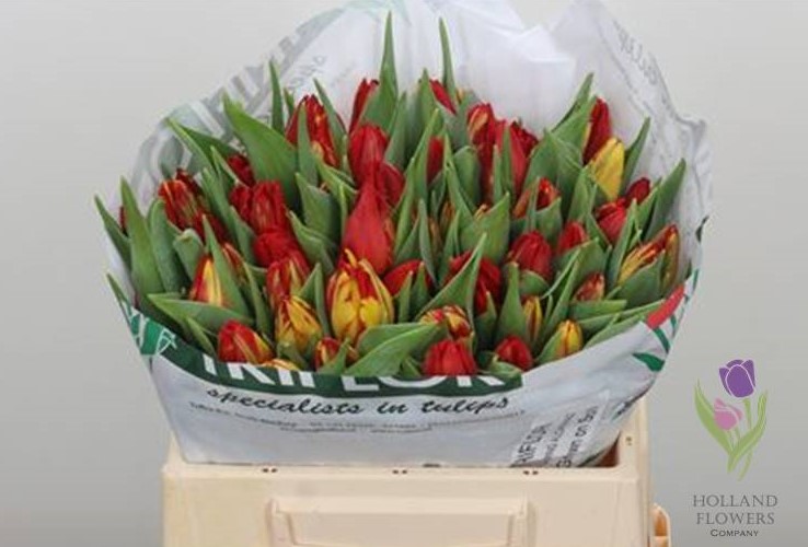 Фото 9. Tulip, Тюльпан, ОПТ, к 8 Марта, Киев, Украина, до 8 березня