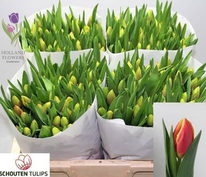Фото 6. Tulip, Тюльпан, ОПТ, к 8 Марта, Киев, Украина, до 8 березня