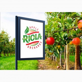 Продам яблоки RIOLA оптом по лучшим ценам. Сорта Фуджи, Гала, Голден Делишес, Гренни Смит