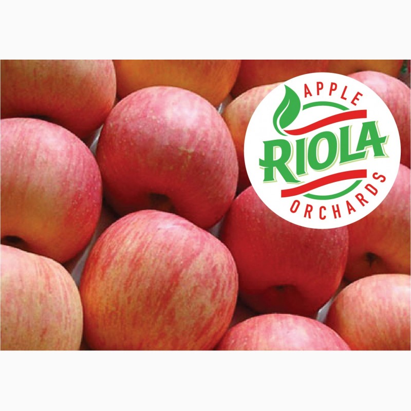 Фото 6. Продам яблоки RIOLA оптом по лучшим ценам. Сорта Фуджи, Гала, Голден Делишес, Гренни Смит