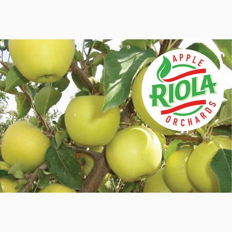 Фото 7. Продам яблоки RIOLA оптом по лучшим ценам. Сорта Фуджи, Гала, Голден Делишес, Гренни Смит